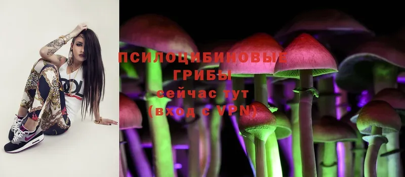 Галлюциногенные грибы Psilocybine cubensis  Пошехонье 